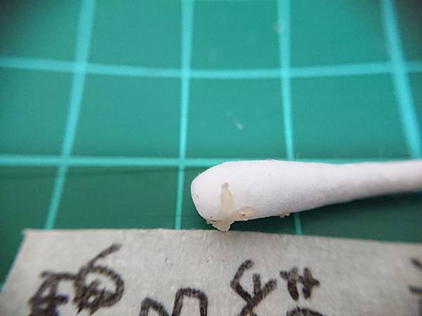 貓沙實驗_2-3-3.jpg 貓沙實驗_2-3-3.jpg