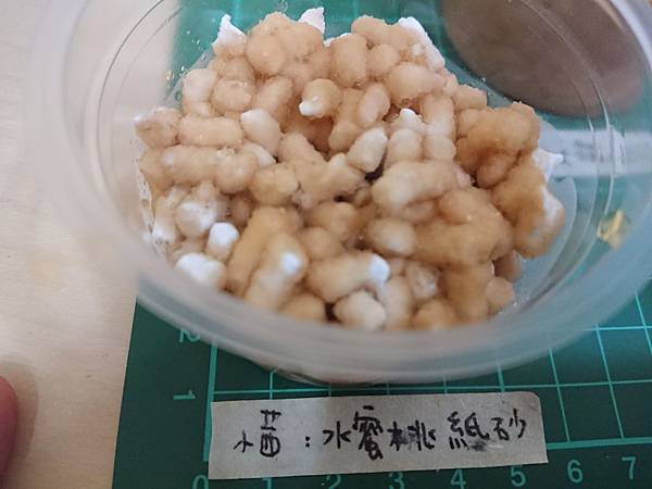 貓沙實驗_171010_0020.jpg 貓沙實驗_171010_0020.jpg