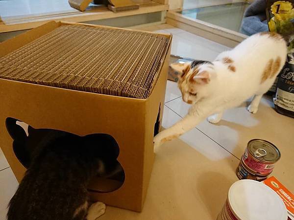 23905382_1472684079495119_8398032687363848497_n.jpg 23905382_1472684079495119_8398032687363848497_n.jpg