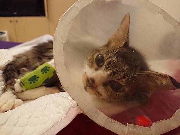 25158109_1492680284162165_8002776257629020077_n.jpg 25158109_1492680284162165_8002776257629020077_n.jpg