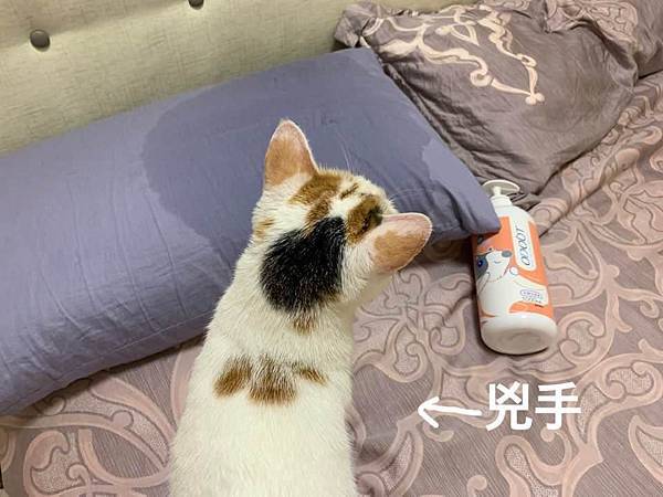 53926490_2040627789367409_9953505104101376_n.jpg 53926490_2040627789367409_9953505104101376_n.jpg