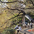 井之頭公園4