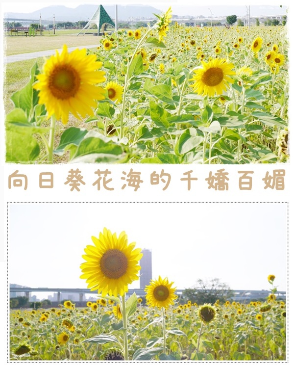 大台北都會公園15