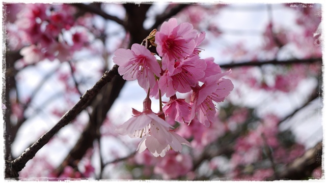 櫻花公園