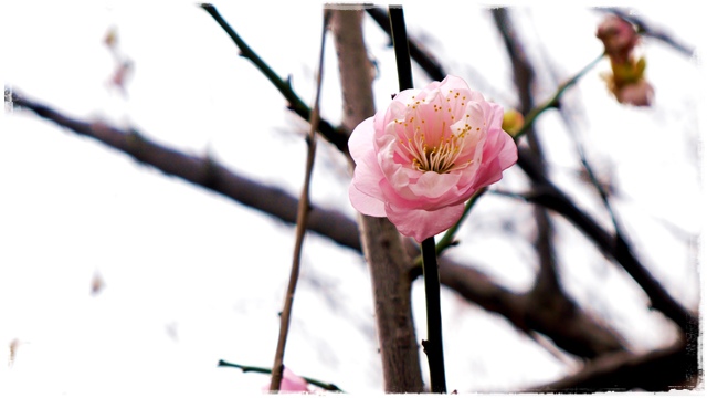 逸仙公園賞梅