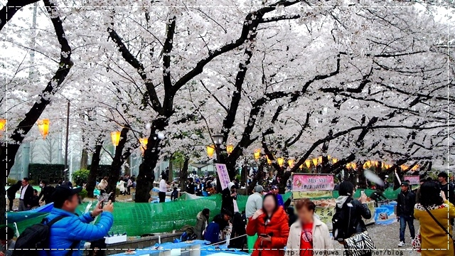 上野恩賜公園櫻吹雪