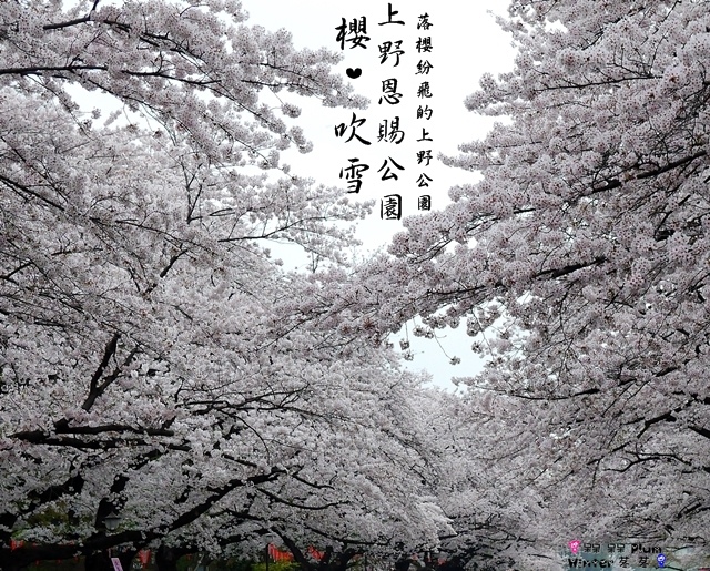 上野恩賜公園櫻吹雪