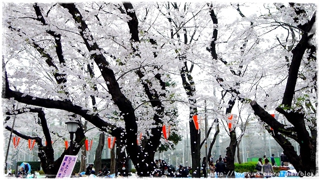 上野恩賜公園櫻吹雪