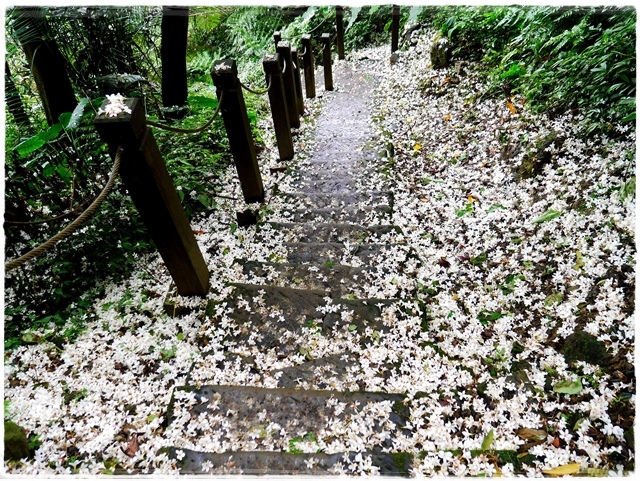 土城天上山賞桐花與巴西鳶尾花