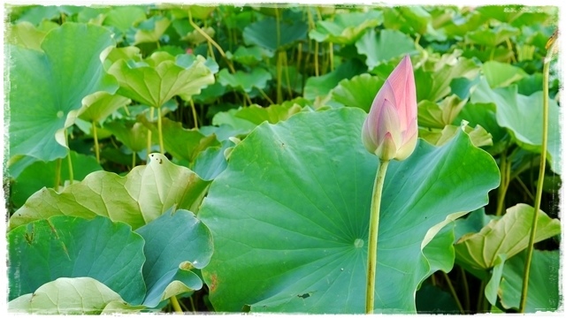 三峽三樹路荷花田