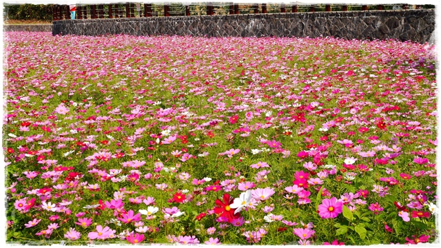 木柵樟樹步道波斯菊花海