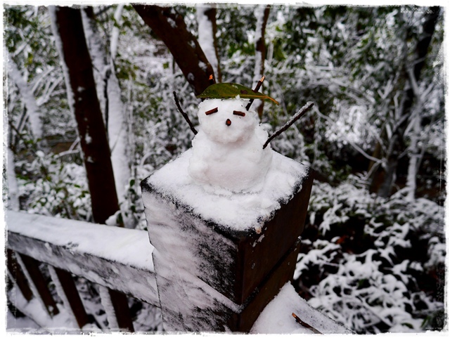 新店獅仔頭山。賞櫻與雪