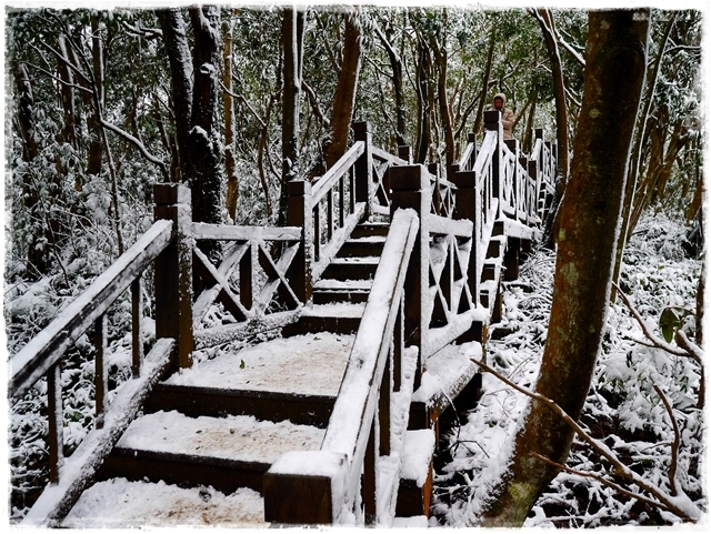 新店獅仔頭山。賞櫻與雪