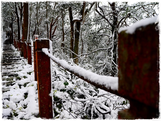 新店獅仔頭山。賞櫻與雪