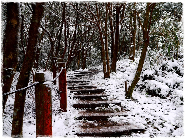 新店獅仔頭山。賞櫻與雪