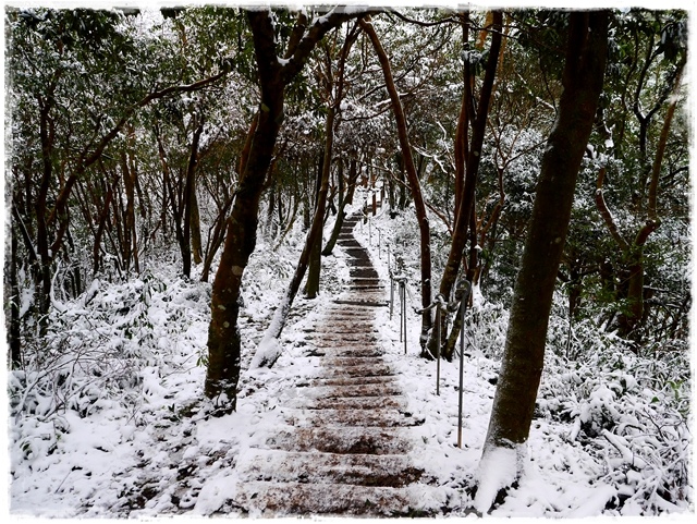 新店獅仔頭山。賞櫻與雪