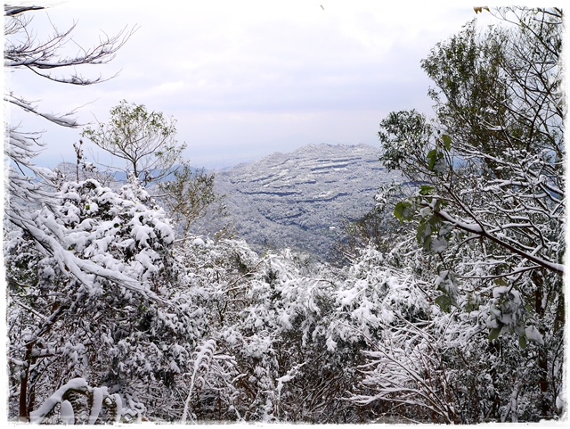 新店獅仔頭山。賞櫻與雪