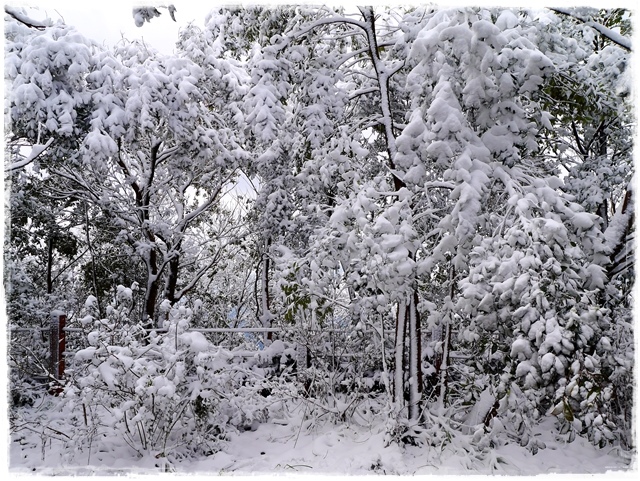 新店獅仔頭山。賞櫻與雪