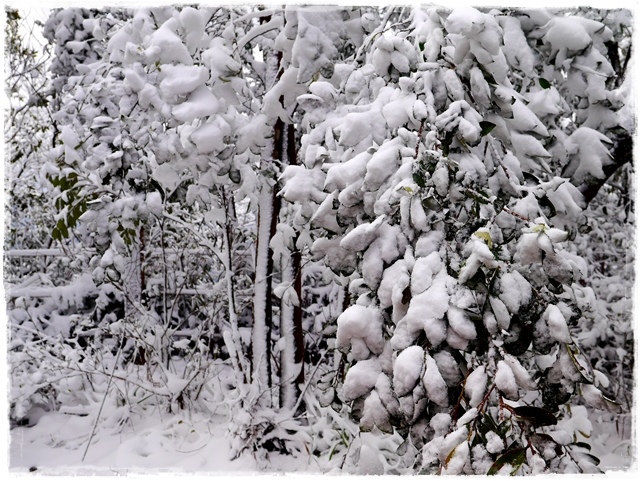 新店獅仔頭山。賞櫻與雪