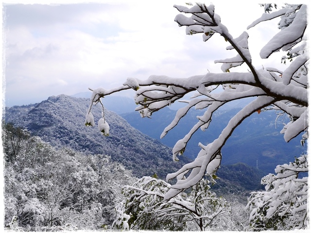 新店獅仔頭山。賞櫻與雪