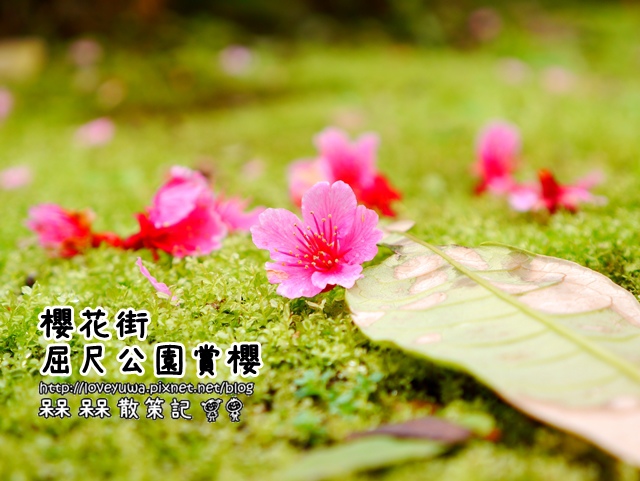 【新北◍•ᴗ•◍新店】景點・新店櫻花街區尺公園賞櫻｜櫻花公園寒櫻初開!!(2/3花況)｜2016台灣賞櫻｜台北賞櫻景點｜2016烏來櫻花季順遊景點行程 @ (◍•ᴗ•◍)❤槑槑散策記▷◁｡･･｡)→呆呆呆呆散策記✿(｡☌ᴗ☌｡)台灣、日本美食旅遊散步紀錄 :: 痞客邦 PIXNET ::
