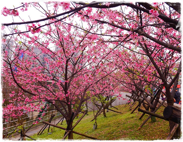 內湖樂活公園東湖櫻花林