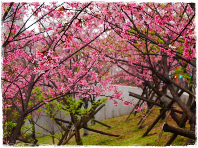 內湖樂活公園東湖櫻花林