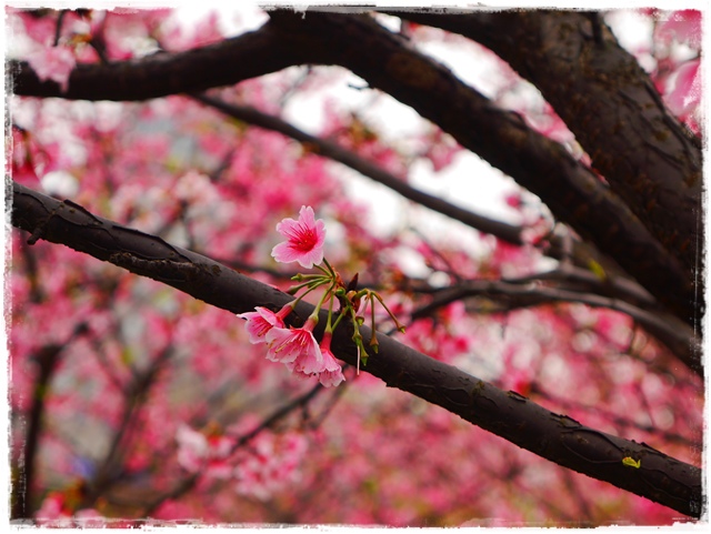 內湖樂活公園東湖櫻花林