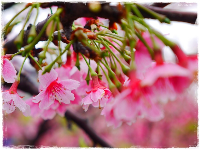 內湖樂活公園東湖櫻花林