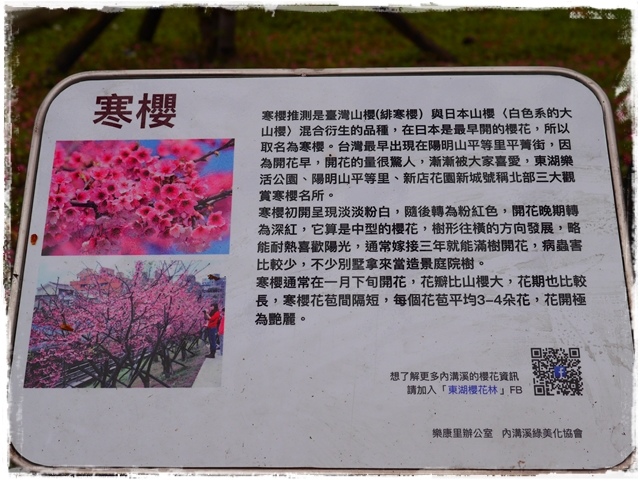 內湖樂活公園東湖櫻花林