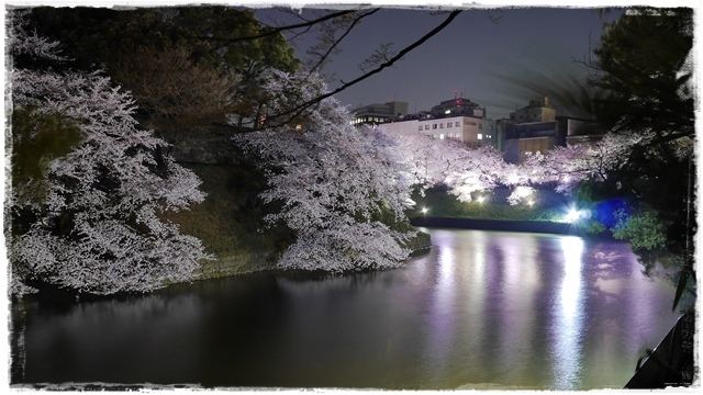 千鳥之淵賞夜櫻