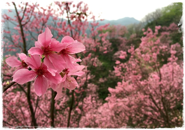 三峽竹崙路櫻花谷秘境