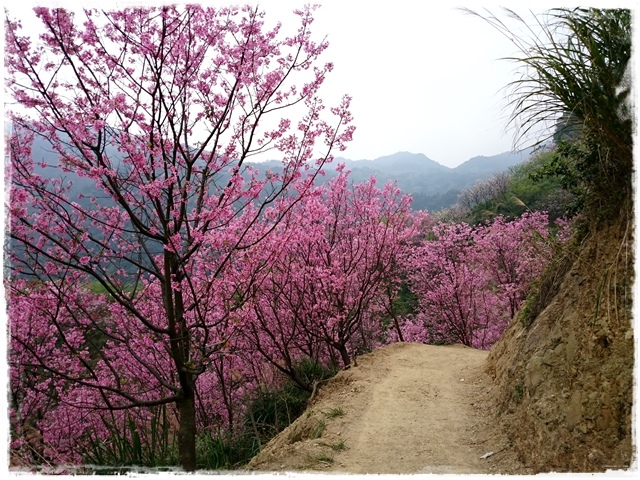 三峽竹崙路櫻花谷秘境