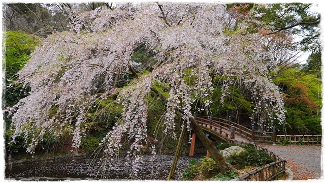 靜岡濱松城公園賞櫻