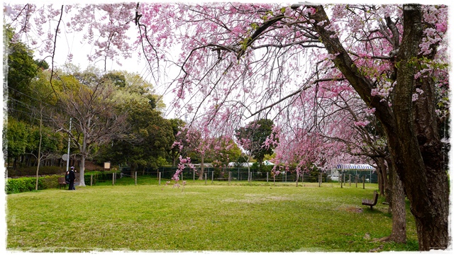 靜岡濱松城公園賞櫻