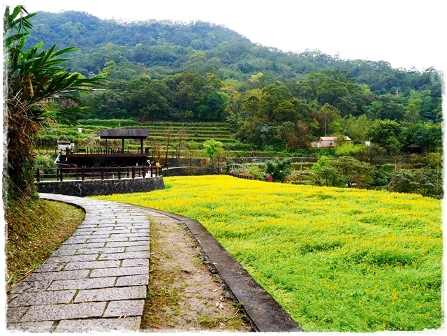 貓空樟樹步道賞魯冰花