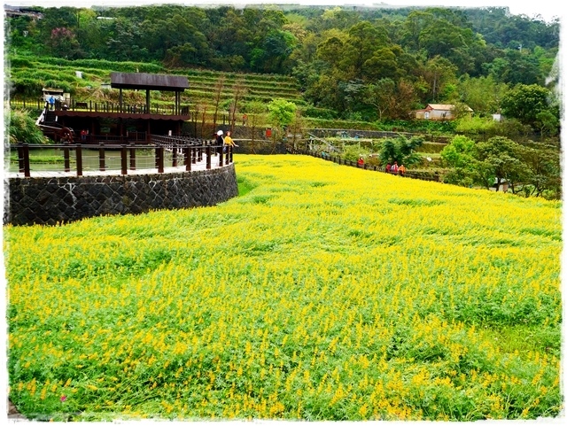 貓空樟樹步道賞魯冰花