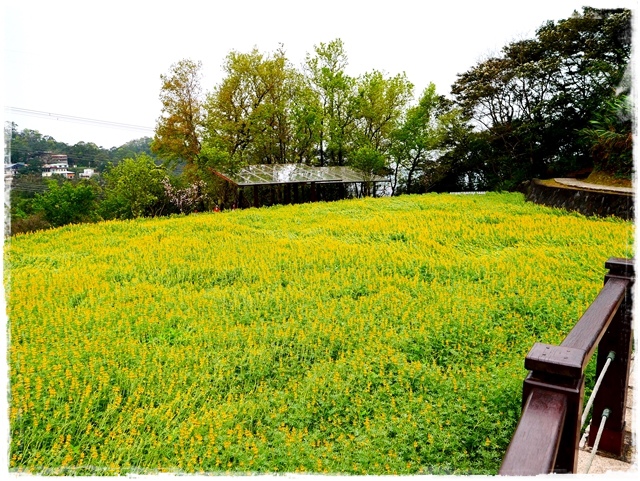 貓空樟樹步道賞魯冰花