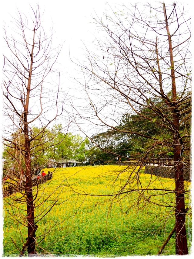 貓空樟樹步道賞魯冰花