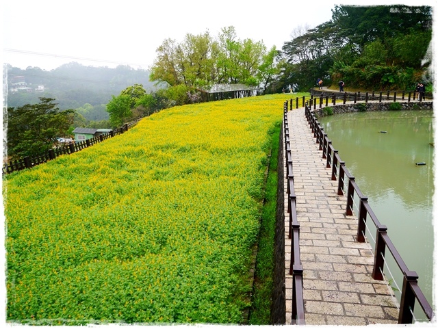 貓空樟樹步道賞魯冰花