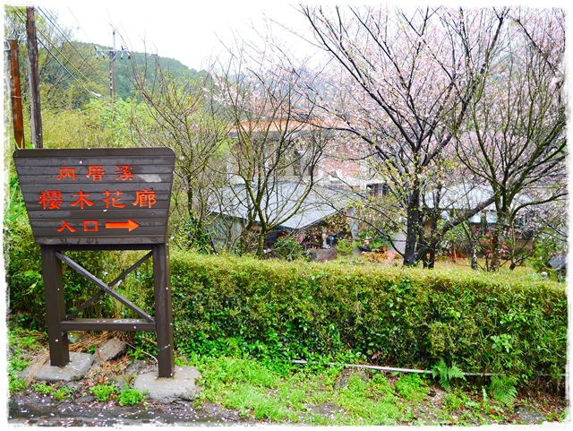 陽明山內厝溪櫻木花廊吉野櫻秘境