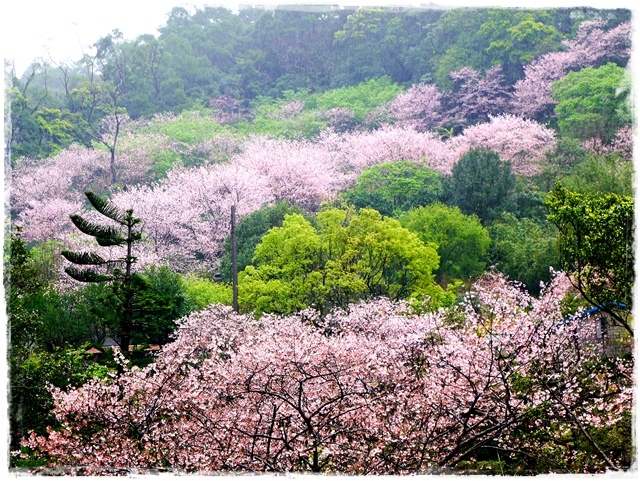 陽明山內厝溪櫻木花廊吉野櫻秘境