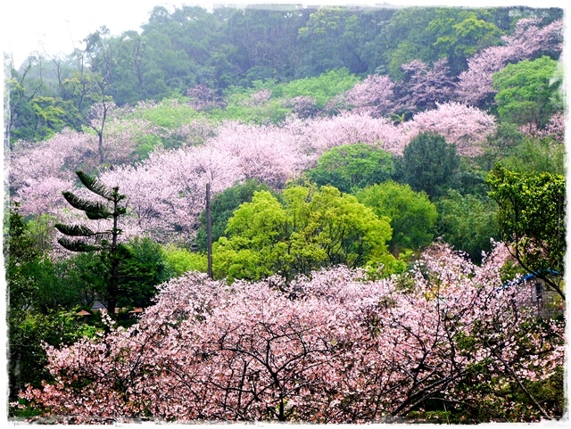 陽明山內厝溪櫻木花廊吉野櫻秘境 