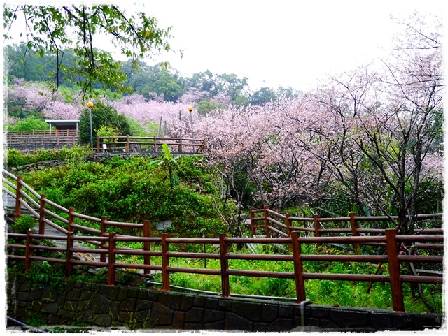 陽明山內厝溪櫻木花廊吉野櫻秘境