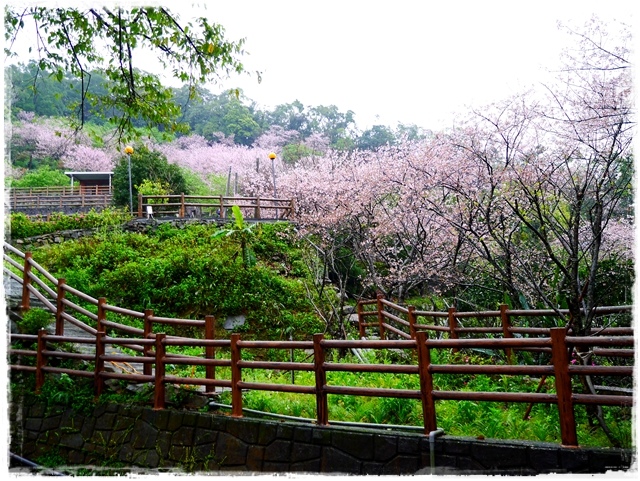 陽明山內厝溪櫻木花廊吉野櫻秘境 