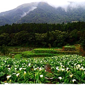 陽明山竹子湖賞海芋日式茶點甘味處