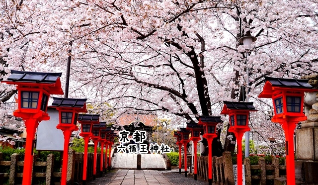 六孫王神社 櫻花