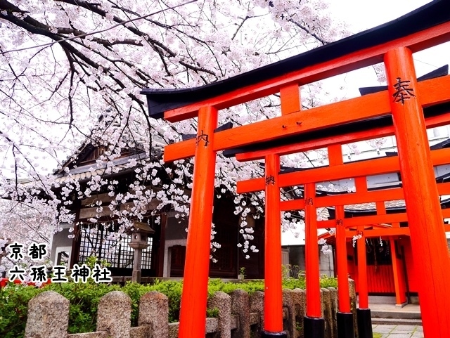 六孫王神社 櫻花