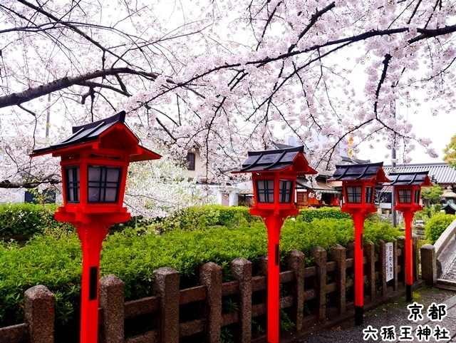 六孫王神社 櫻花