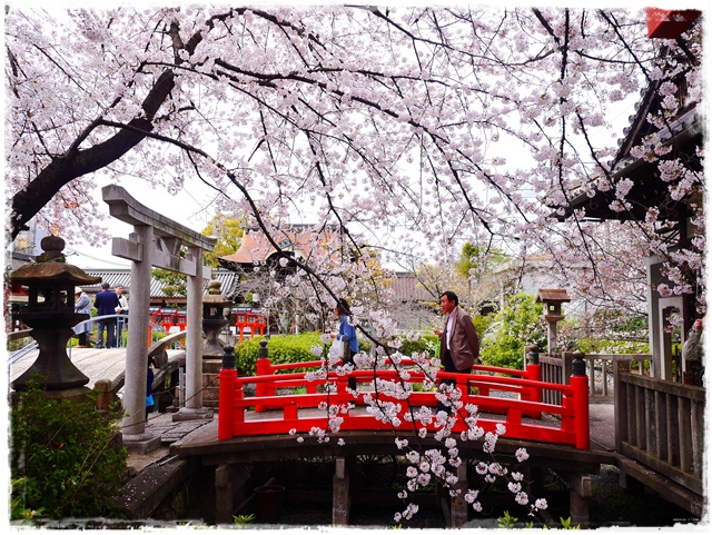 六孫王神社 櫻花